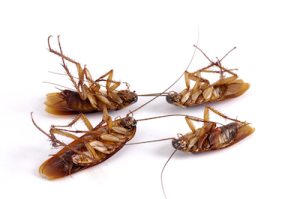 4 DEAD ROACHES