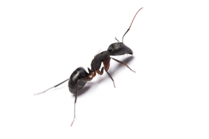 Atlanta Environmental can help you stop your ant problem