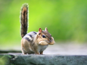 Get rid of pesky chipmunks with Atlanta Environmental Services