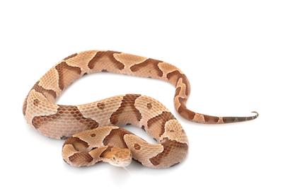 Snake Removal Service
