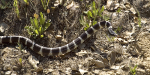King Snake Removal Have no fear - we can remove any snake