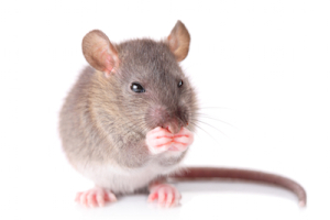 Mouse Control and Removal Specialists in Mice Control
