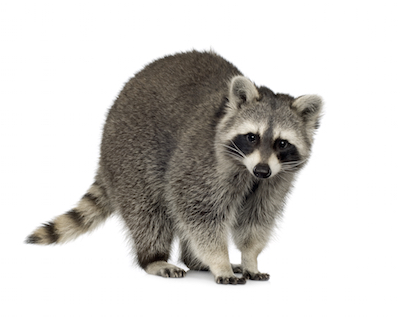 Raccoon Removal Service