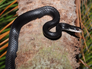 Rat Snake Removal Atlanta We can help safely remove snakes from your property
