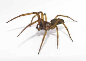 Spider Pest Control Kill Spiders Fast with Atlanta Environmental Pest Services