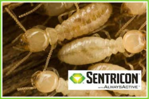Sentricon termite treatment