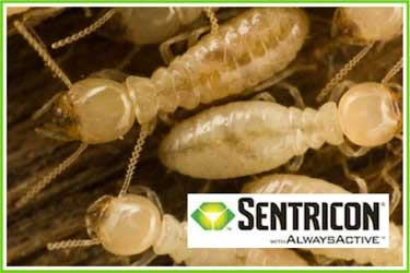 Sentricon Termite Control