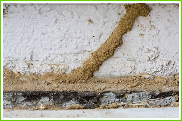 Mud Tubes - Signs you need termite control