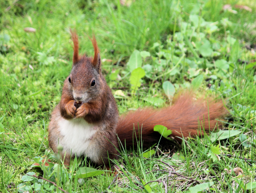 Kennesaw Rodent Control