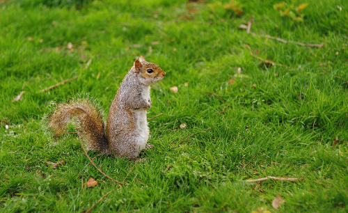 Wildlife Removal & Prevention Services
