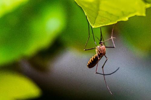 Mosquito Control Services