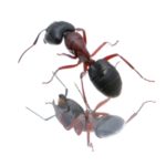 Ant Control