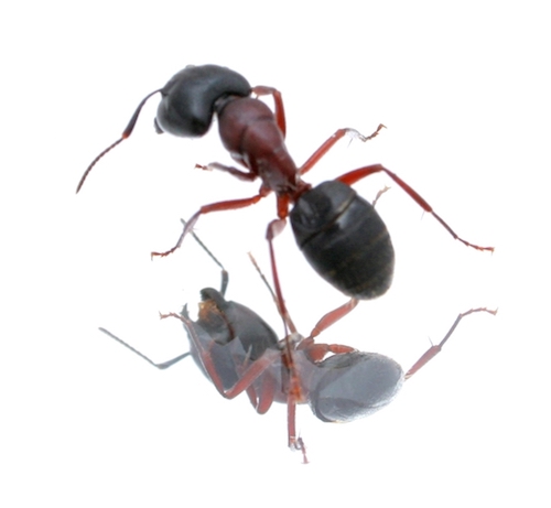Ant Control