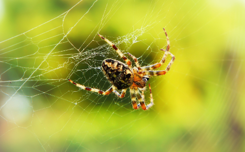 Residential & Commercial Pest Control In Woodstock