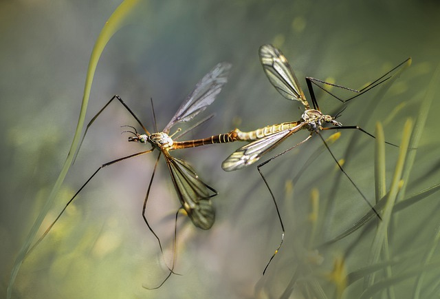 Mosquitoes In The Yard