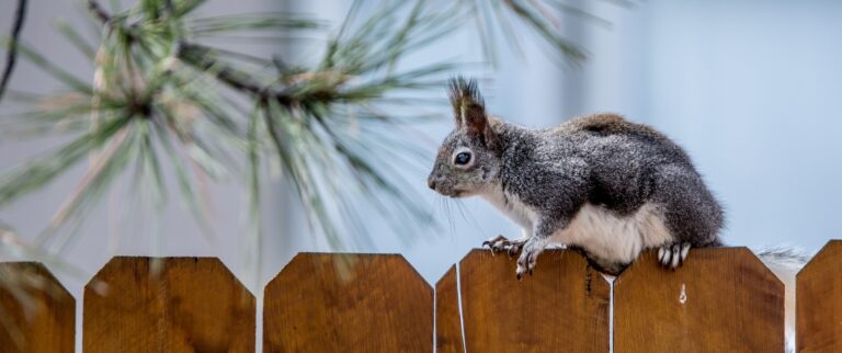 Wildlife Removal and Exclusion