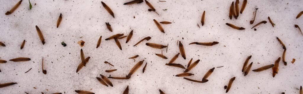 Fallen Flying Termite Wings