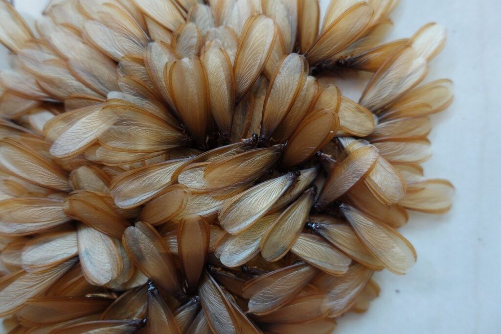 Flying Swarming Termite