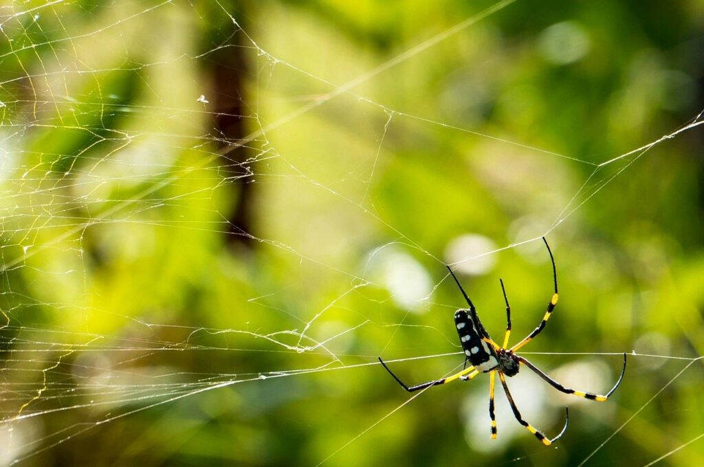 Identifying Spider Webs Around Your House – Aptive Environmental