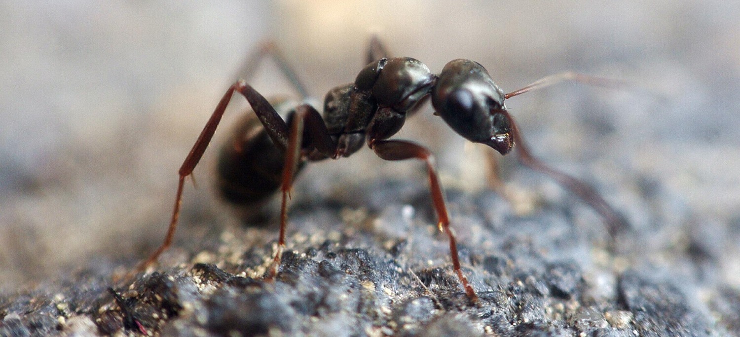 Atlanta Ant Control Atlanta Environmental Pest Services